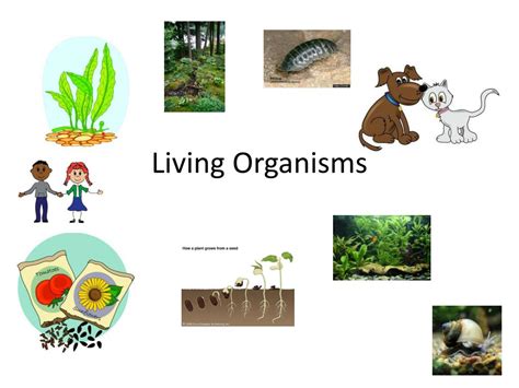 living things .